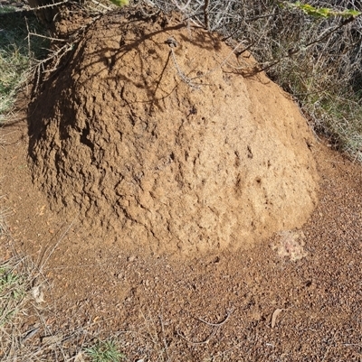 Nasutitermes exitiosus (Snouted termite, Gluegun termite) at Ainslie, ACT - 7 Jun 2024 by DonFletcher