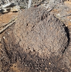 Nasutitermes exitiosus (Snouted termite, Gluegun termite) at Ainslie, ACT - 7 Jun 2024 by DonFletcher