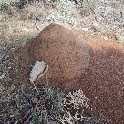 Nasutitermes exitiosus (Snouted termite, Gluegun termite) at Ainslie, ACT - 7 Jun 2024 by DonFletcher