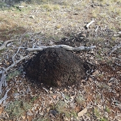 Nasutitermes exitiosus (Snouted termite, Gluegun termite) at Ainslie, ACT - 7 Jun 2024 by DonFletcher