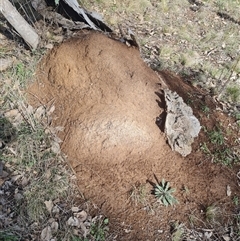 Nasutitermes exitiosus (Snouted termite, Gluegun termite) at Ainslie, ACT - 7 Jun 2024 by DonFletcher