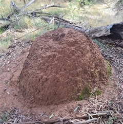 Nasutitermes exitiosus (Snouted termite, Gluegun termite) at Ainslie, ACT - 7 Jun 2024 by DonFletcher