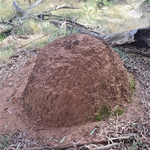 Nasutitermes exitiosus at Ainslie, ACT - suppressed