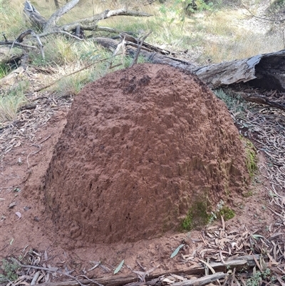 Nasutitermes exitiosus (Snouted termite, Gluegun termite) at Ainslie, ACT - 7 Jun 2024 by DonFletcher