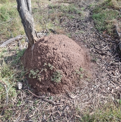 Nasutitermes exitiosus (Snouted termite, Gluegun termite) at Ainslie, ACT - 7 Jun 2024 by DonFletcher