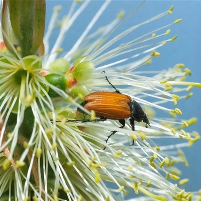 Phyllotocus rufipennis (Nectar scarab) at Googong, NSW - 10 Nov 2024 by WHall