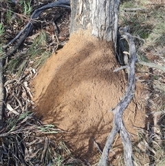 Nasutitermes exitiosus (Snouted termite, Gluegun termite) at Ainslie, ACT - 7 Jun 2024 by DonFletcher