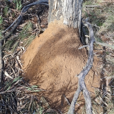 Nasutitermes exitiosus (Snouted termite, Gluegun termite) at Ainslie, ACT - 7 Jun 2024 by DonFletcher