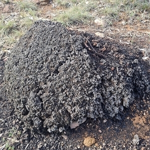 Nasutitermes exitiosus at Ainslie, ACT - 7 Jun 2024