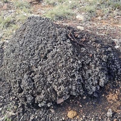 Nasutitermes exitiosus (Snouted termite, Gluegun termite) at Ainslie, ACT - 7 Jun 2024 by DonFletcher