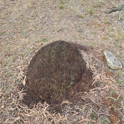 Nasutitermes exitiosus (Snouted termite, Gluegun termite) at Ainslie, ACT - 7 Jun 2024 by DonFletcher