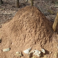 Nasutitermes exitiosus (Snouted termite, Gluegun termite) at Ainslie, ACT - 7 Jun 2024 by DonFletcher