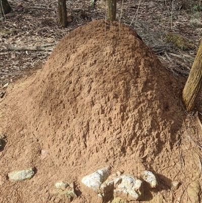 Nasutitermes exitiosus (Snouted termite, Gluegun termite) at Ainslie, ACT - 7 Jun 2024 by DonFletcher