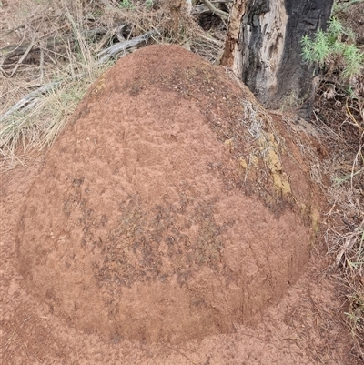 Nasutitermes exitiosus (Snouted termite, Gluegun termite) at Hackett, ACT - 7 Jun 2024 by DonFletcher