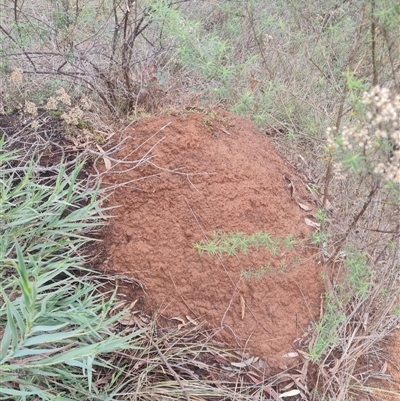 Nasutitermes exitiosus (Snouted termite, Gluegun termite) at Hackett, ACT - 7 Jun 2024 by DonFletcher