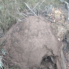 Nasutitermes exitiosus (Snouted termite, Gluegun termite) at Hackett, ACT - 9 Jun 2024 by DonFletcher