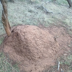 Nasutitermes exitiosus (Snouted termite, Gluegun termite) at Watson, ACT - 9 Jun 2024 by DonFletcher