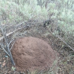 Nasutitermes exitiosus (Snouted termite, Gluegun termite) at Watson, ACT - 9 Jun 2024 by DonFletcher