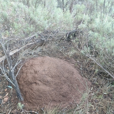 Nasutitermes exitiosus (Snouted termite, Gluegun termite) at Watson, ACT - 10 Jun 2024 by DonFletcher