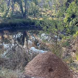 Nasutitermes exitiosus at Yarralumla, ACT - 10 Jun 2024