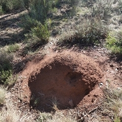 Nasutitermes exitiosus (Snouted termite, Gluegun termite) at Watson, ACT - 10 Jun 2024 by DonFletcher