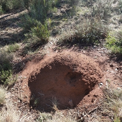 Nasutitermes exitiosus (Snouted termite, Gluegun termite) at Watson, ACT - 10 Jun 2024 by DonFletcher