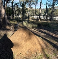 Nasutitermes exitiosus (Snouted termite, Gluegun termite) at Yarralumla, ACT - 9 Jun 2024 by DonFletcher