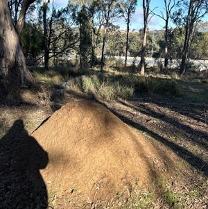 Nasutitermes exitiosus at Yarralumla, ACT - suppressed