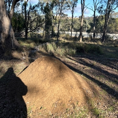 Nasutitermes exitiosus (Snouted termite, Gluegun termite) at Yarralumla, ACT - 9 Jun 2024 by DonFletcher