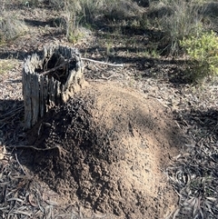 Nasutitermes exitiosus (Snouted termite, Gluegun termite) at Bruce, ACT - 10 Jun 2024 by DonFletcher