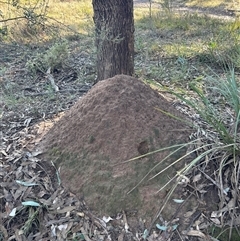 Nasutitermes exitiosus (Snouted termite, Gluegun termite) at Yarralumla, ACT - 10 Jun 2024 by DonFletcher