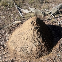 Nasutitermes exitiosus (Snouted termite, Gluegun termite) at Bruce, ACT - 10 Jun 2024 by DonFletcher