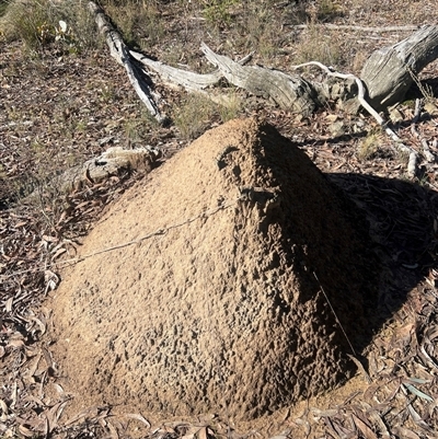 Nasutitermes exitiosus (Snouted termite, Gluegun termite) at Bruce, ACT - 10 Jun 2024 by DonFletcher