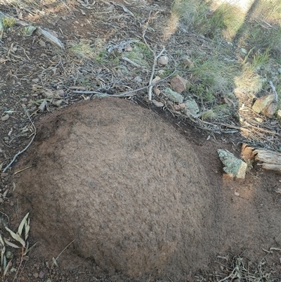 Nasutitermes exitiosus (Snouted termite, Gluegun termite) at Watson, ACT - 10 Jun 2024 by DonFletcher