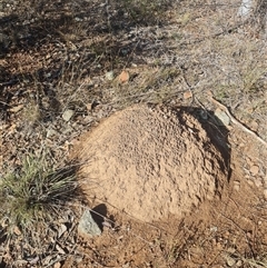 Nasutitermes exitiosus (Snouted termite, Gluegun termite) at Hackett, ACT - 10 Jun 2024 by DonFletcher