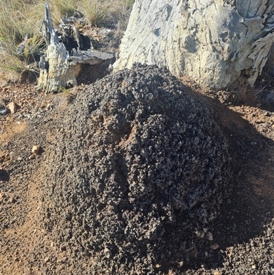 Nasutitermes exitiosus (Snouted termite, Gluegun termite) at Hackett, ACT - 10 Jun 2024 by DonFletcher