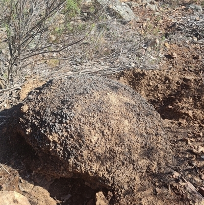 Nasutitermes exitiosus (Snouted termite, Gluegun termite) at Hackett, ACT - 10 Jun 2024 by DonFletcher