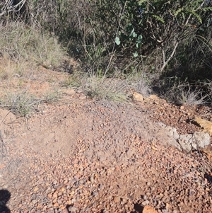 Nasutitermes exitiosus at Hackett, ACT - suppressed