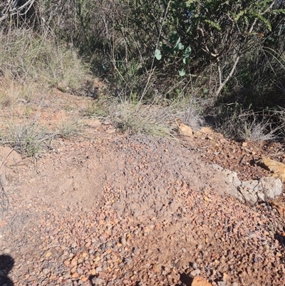 Nasutitermes exitiosus (Snouted termite, Gluegun termite) at Hackett, ACT - 10 Jun 2024 by DonFletcher