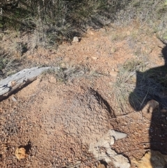Nasutitermes exitiosus at Hackett, ACT - suppressed