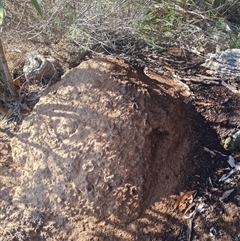 Nasutitermes exitiosus (Snouted termite, Gluegun termite) at Hackett, ACT - 10 Jun 2024 by DonFletcher