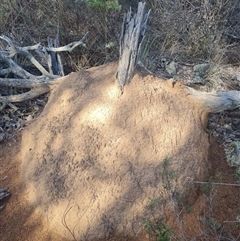 Nasutitermes exitiosus (Snouted termite, Gluegun termite) at Hackett, ACT - 10 Jun 2024 by DonFletcher