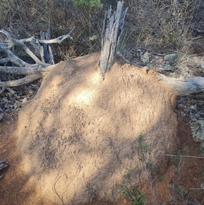 Nasutitermes exitiosus (Snouted termite, Gluegun termite) at Hackett, ACT - 10 Jun 2024 by DonFletcher