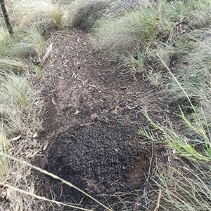 Nasutitermes exitiosus at Hackett, ACT - suppressed