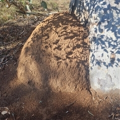 Nasutitermes exitiosus (Snouted termite, Gluegun termite) at Hackett, ACT - 10 Jun 2024 by DonFletcher