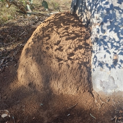 Nasutitermes exitiosus (Snouted termite, Gluegun termite) at Hackett, ACT - 10 Jun 2024 by DonFletcher