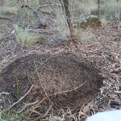 Nasutitermes exitiosus (Snouted termite, Gluegun termite) at Hackett, ACT - 10 Jun 2024 by DonFletcher