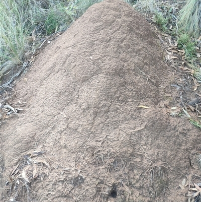 Nasutitermes exitiosus (Snouted termite, Gluegun termite) at Watson, ACT - 10 Jun 2024 by DonFletcher