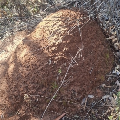 Nasutitermes exitiosus (Snouted termite, Gluegun termite) at Hackett, ACT - 10 Jun 2024 by DonFletcher