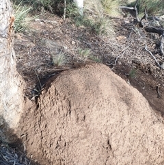 Nasutitermes exitiosus (Snouted termite, Gluegun termite) at Watson, ACT - 10 Jun 2024 by DonFletcher